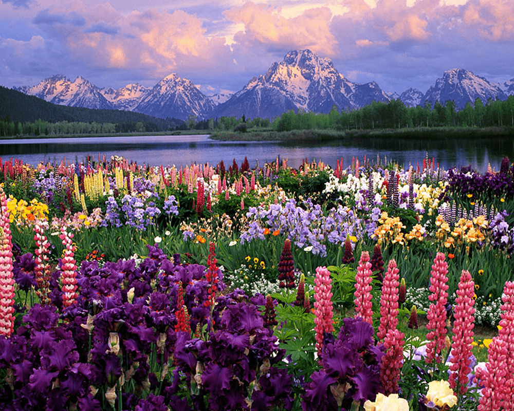 Flores de montaña