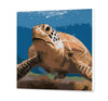 Schildkröte (PC0594)